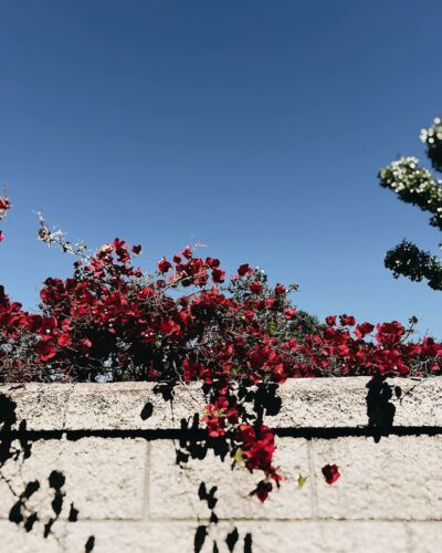 🌺